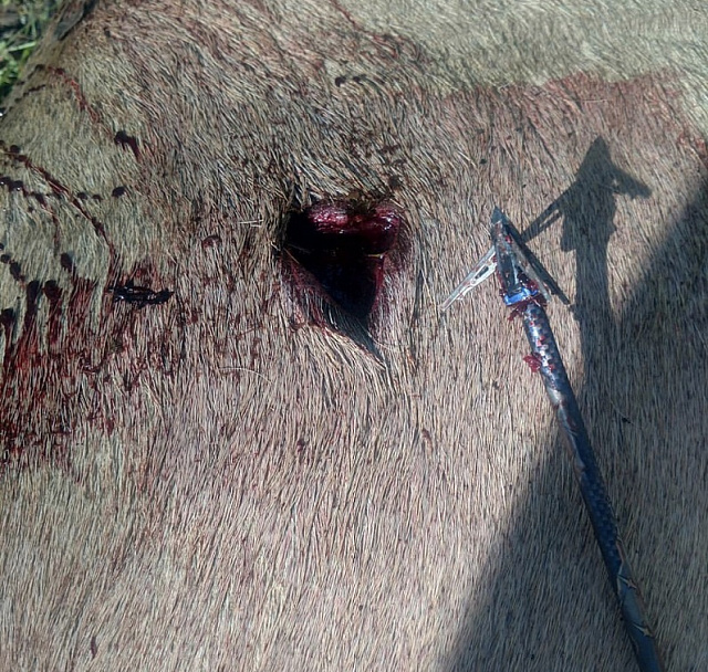 Наконечник для охоты с луком и арбалетом G5 Deadmeat